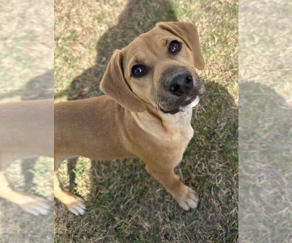 Medium Photo #1 Labrador Retriever-Unknown Mix Puppy For Sale in Dana Point, CA, USA