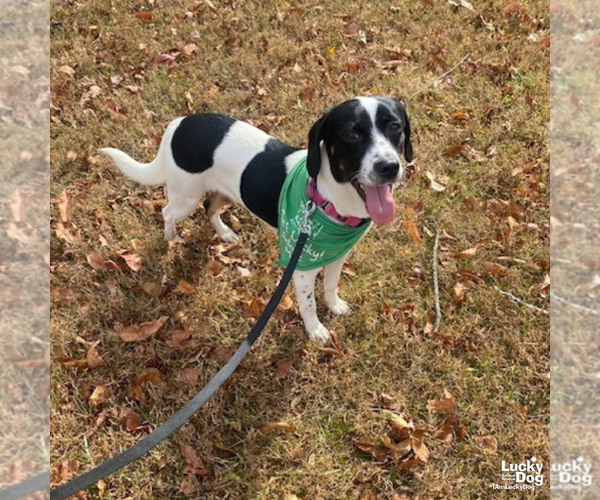 Medium Photo #5 Beagle-Unknown Mix Puppy For Sale in Washington, DC, USA