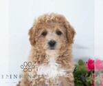 Small #4 Poochon
