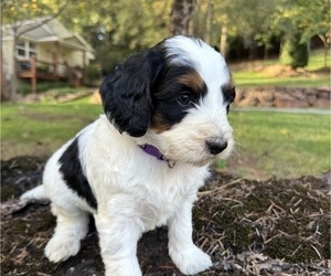 Medium Miniature Bernedoodle