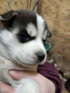 Medium Photo #5 Siberian Husky Puppy For Sale in ELLENDALE, MN, USA