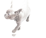 Small #2 French Bulldog