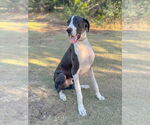 Small #6 Great Dane