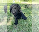 Small Photo #13 Goldendoodle Puppy For Sale in EATON RAPIDS, MI, USA