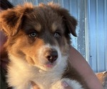 Puppy Liberty Australian Shepherd