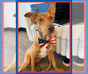 Borador Dogs for adoption in Mt. Laurel, NJ, USA