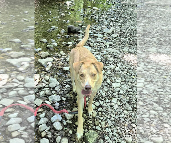 Medium Photo #10 Mutt Puppy For Sale in Westwood, NJ, USA
