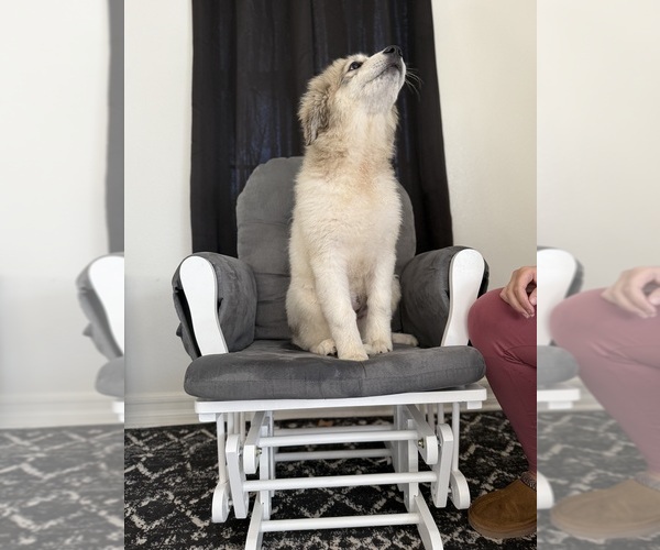 Medium Photo #7 Great Pyrenees Puppy For Sale in SAN DIEGO, CA, USA