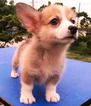 Small Photo #4 Pembroke Welsh Corgi Puppy For Sale in SAN FRANCISCO, CA, USA