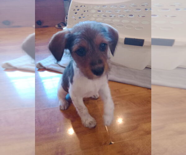 Medium Photo #5 Mutt Puppy For Sale in Evansville, IN, USA