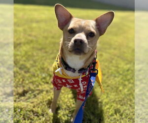 Shiba Inu-Unknown Mix Dogs for adoption in Brooklyn Center, MN, USA