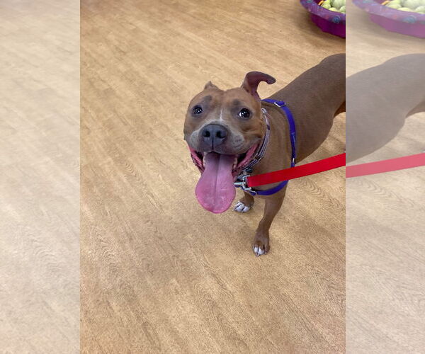 Medium Photo #9 American Pit Bull Terrier Puppy For Sale in Virginia Beach, VA, USA