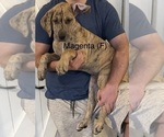 Small #1 Great Dane