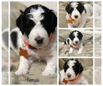 Small Photo #11 Goldendoodle Puppy For Sale in LOTHIAN, MD, USA