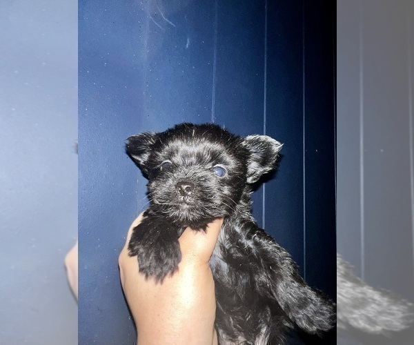 Medium Photo #80 Yorkshire Terrier Puppy For Sale in HAYWARD, CA, USA