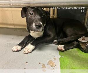 American Pit Bull Terrier Dogs for adoption in Ocala, FL, USA