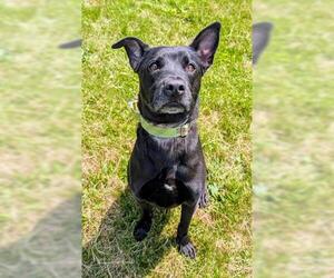 American Pit Bull Terrier Dogs for adoption in Akron, OH, USA