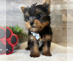 Small Yorkshire Terrier