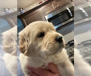 English Cream Golden Retriever Puppy for sale in LELAND, NC, USA