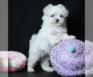 Maltese Puppy for sale in ROCK VALLEY, IA, USA
