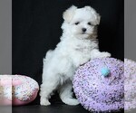 Image preview for Ad Listing. Nickname: Mia