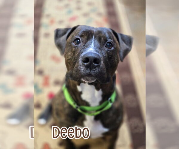 Medium Photo #5 American Staffordshire Terrier-Mastiff Mix Puppy For Sale in Port Clinton, OH, USA