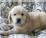 Small #13 Golden Retriever