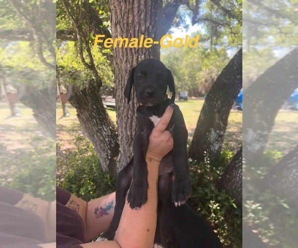 Medium Photo #2 Great Dane Puppy For Sale in FORT DENAUD, FL, USA