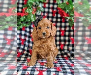 Cock-A-Poo Puppy for sale in NOTTINGHAM, PA, USA