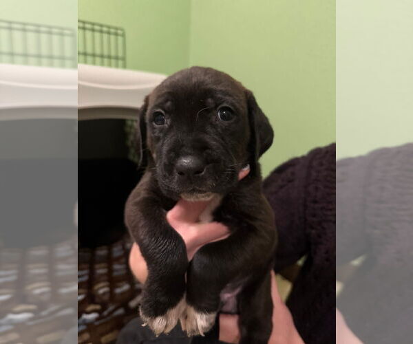 Medium Photo #3 Mutt Puppy For Sale in Fort Collins, CO, USA