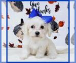 Small Photo #2 Maltipoo Puppy For Sale in TAYLOR, TX, USA