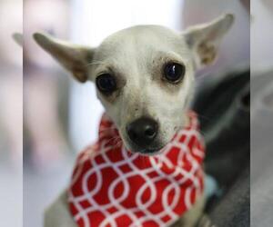 Chihuahua-Unknown Mix Dogs for adoption in San Antonio, TX, USA