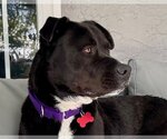 Small #4 Labrador Retriever Mix