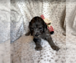 Small Photo #5 Aussiedoodle-Poodle (Standard) Mix Puppy For Sale in COMMERCE, MI, USA
