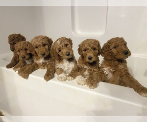 Goldendoodle Puppy for sale in CORYDON, KY, USA