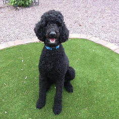 Poodle (Standard) Puppy for sale in PRESCOTT VALLEY, AZ, USA