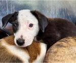Small American Staffordshire Terrier Mix