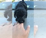 Small Photo #10 Labradoodle Puppy For Sale in STATESBORO, GA, USA