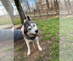 Small #4 Siberian Husky