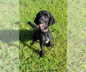 Father of the Goldendoodle puppies born on 07/09/2026