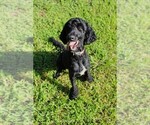 Small Photo #1 Goldendoodle Puppy For Sale in HUNTINGDON, TN, USA