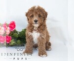 Small Photo #4 Poochon Puppy For Sale in DORNSIFE, PA, USA