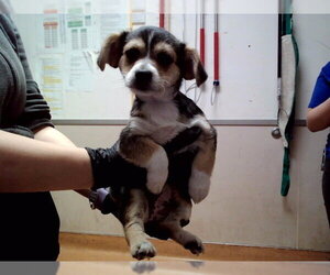 Mutt Dogs for adoption in Martinez, CA, USA