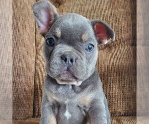 Medium French Bulldog