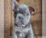 Small French Bulldog