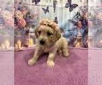 Small #8 English Cream Golden Retriever