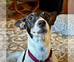 Small #2 Rat Terrier Mix