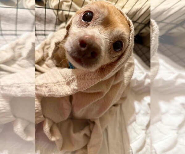 Medium Photo #4 Chihuahua-Unknown Mix Puppy For Sale in New London, WI, USA