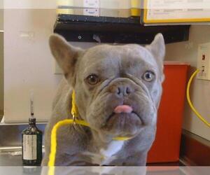 French Bulldog Dogs for adoption in Sacramento, CA, USA