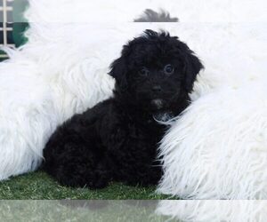 Havanese-Poogle Mix Puppy for sale in MARIETTA, GA, USA